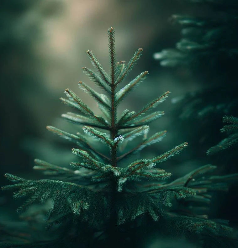 Reservoir Home 16oz - Fraser Forest