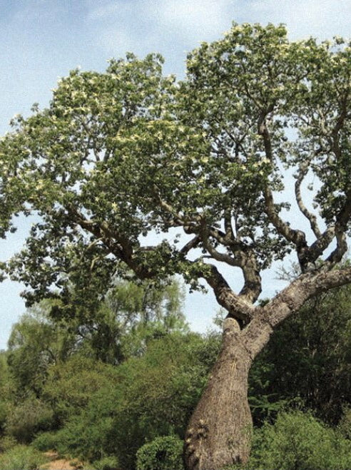 Reservoir Home Candle - Peruvian Sunrise